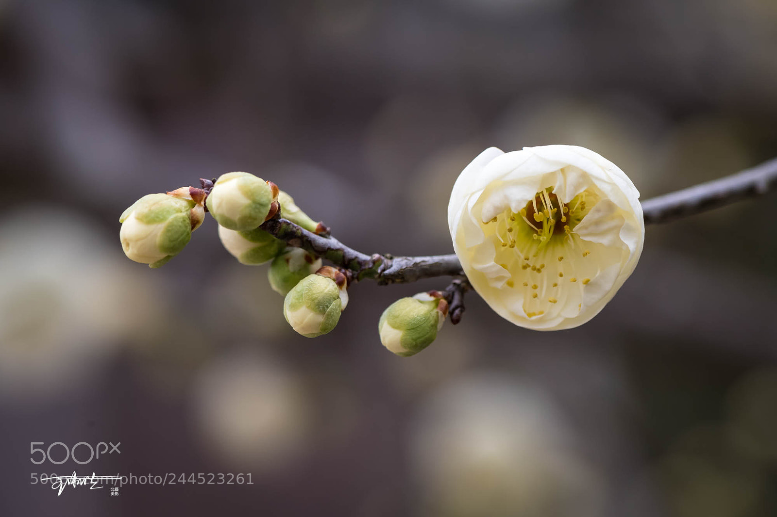 Nikon D5 sample photo. White plum blossom photography