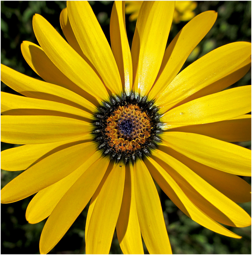 Canon PowerShot ELPH 310 HS (IXUS 230 HS / IXY 600F) sample photo. Yellow daisy. photography