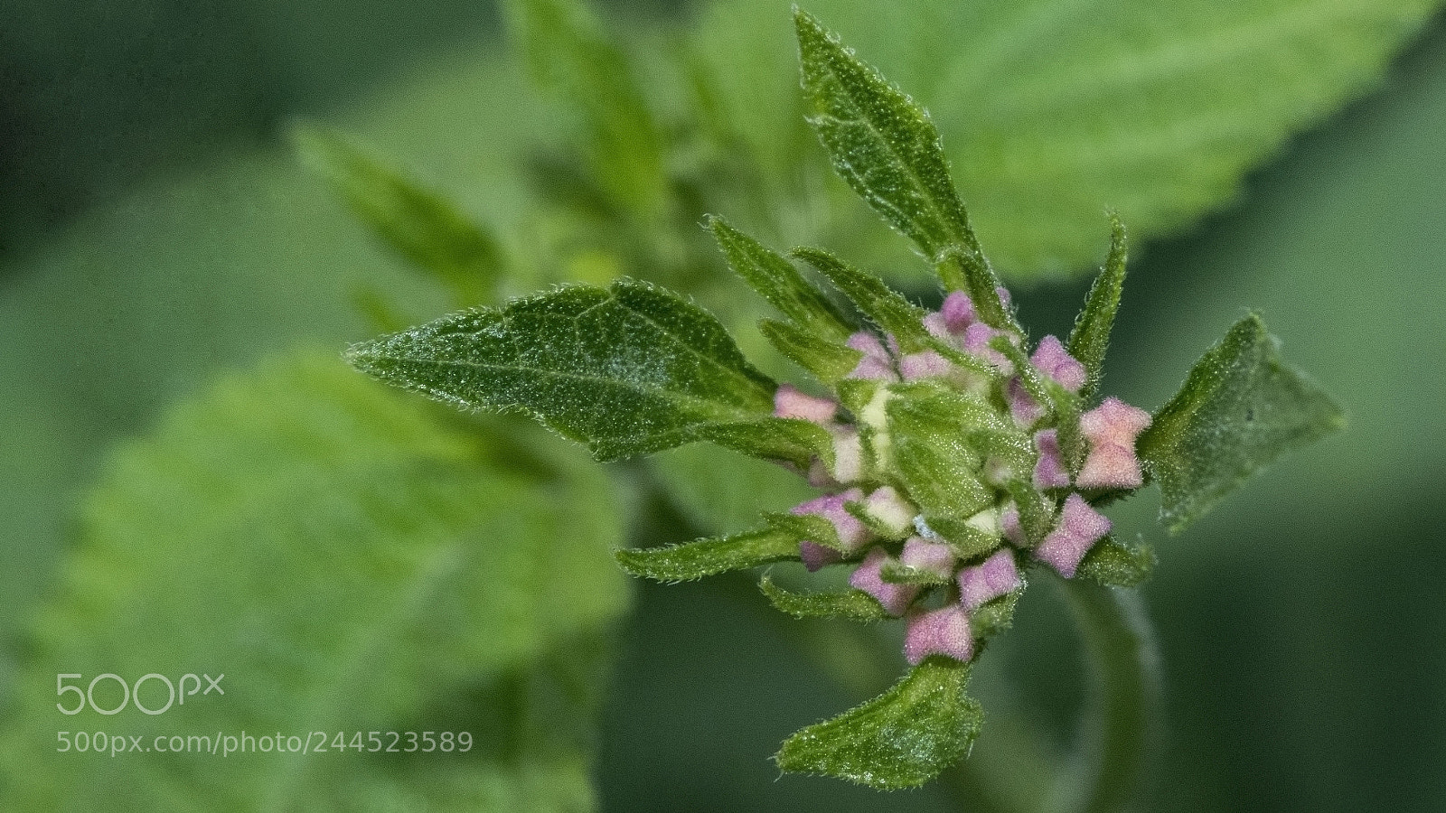 Nikon D500 sample photo. Flower photography
