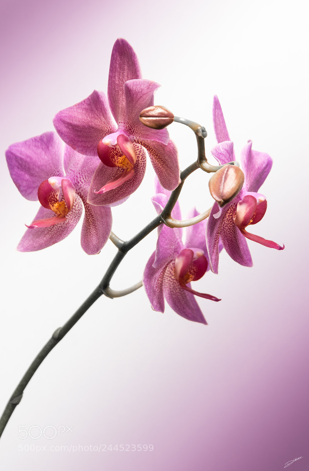 Nikon D5500 sample photo. *** orchidée *** photography