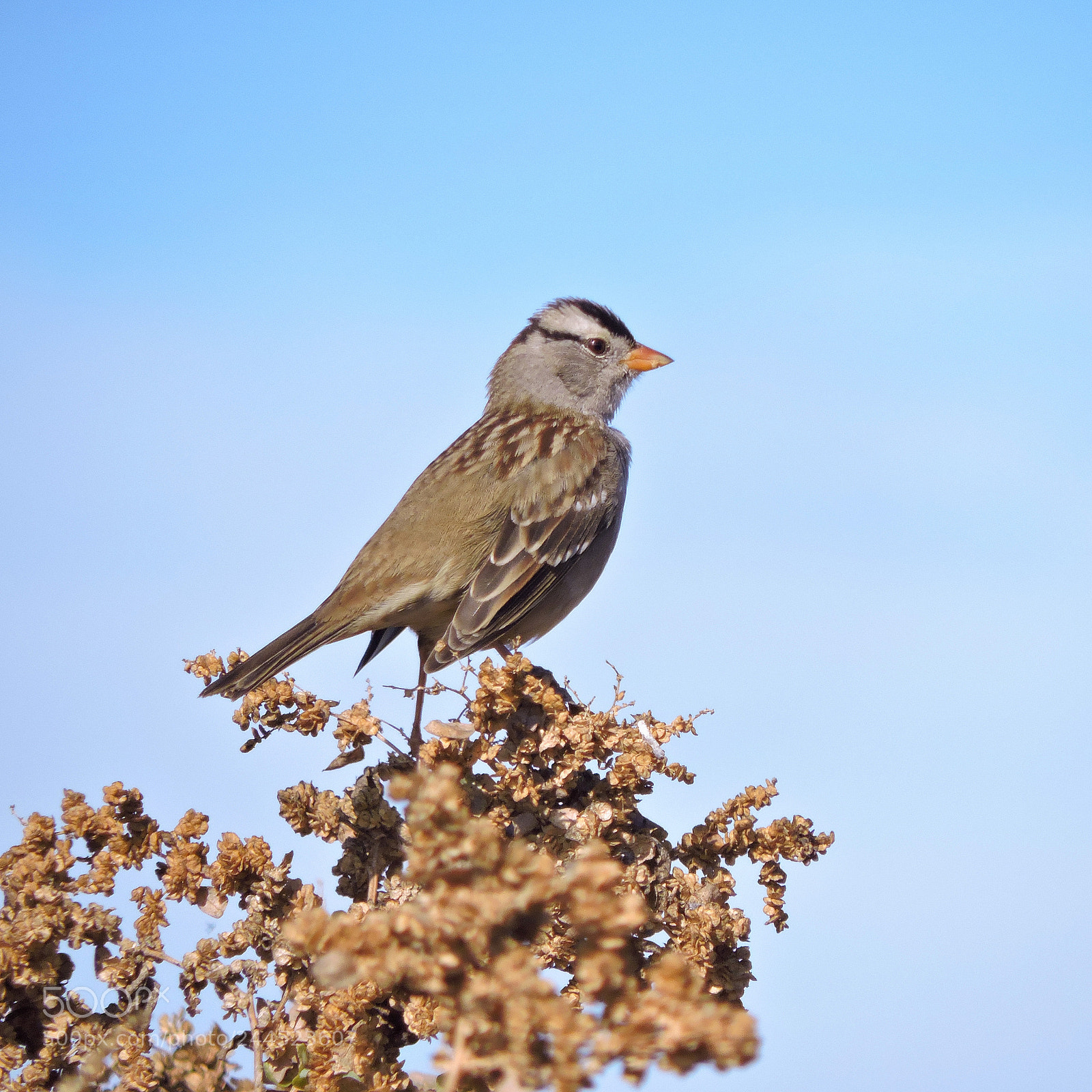Nikon Coolpix P530 sample photo. White crowned sparrow photography