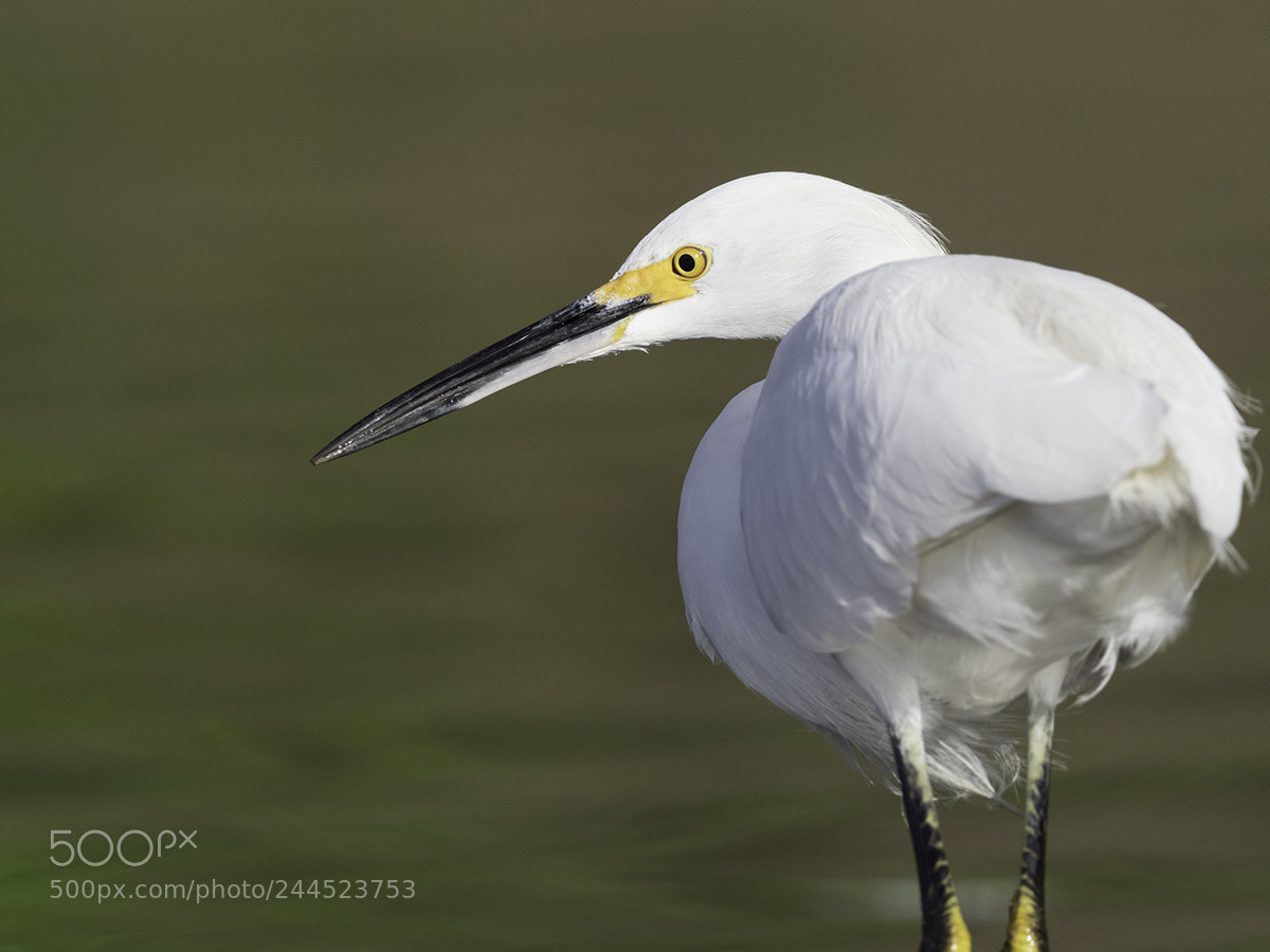 Olympus OM-D E-M1 Mark II sample photo. Snowy egret photography