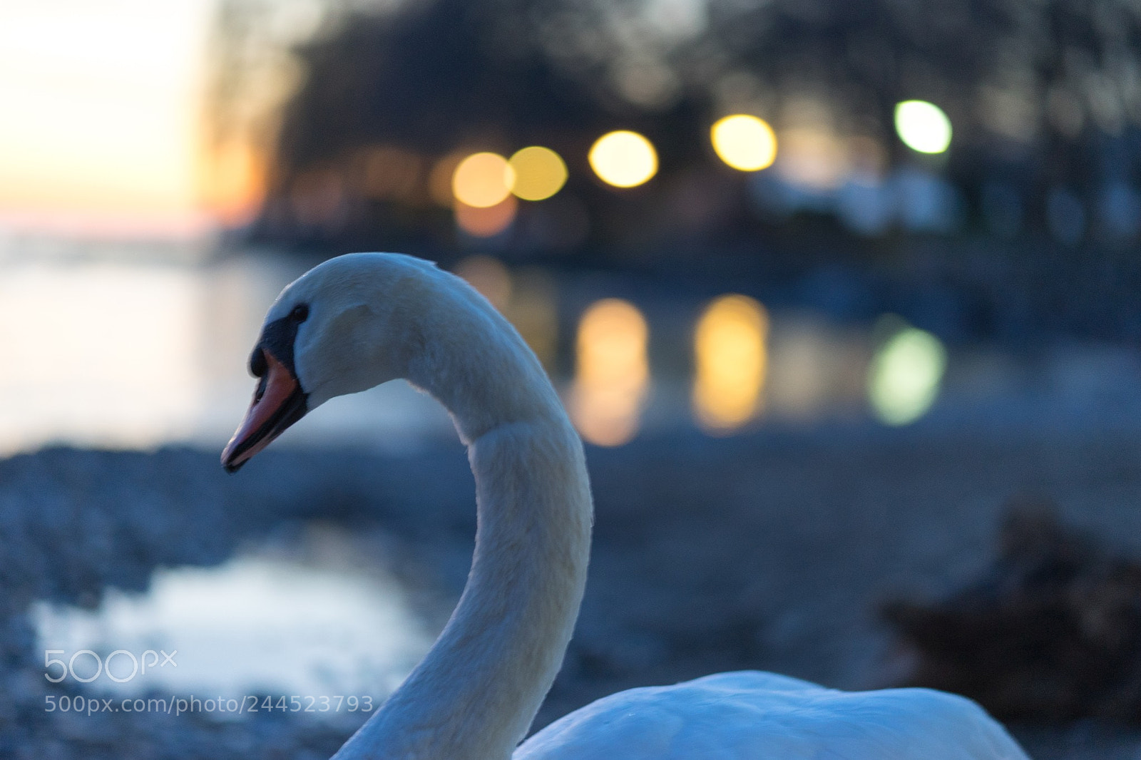 Sony a7 II sample photo. Schwanenportrait photography