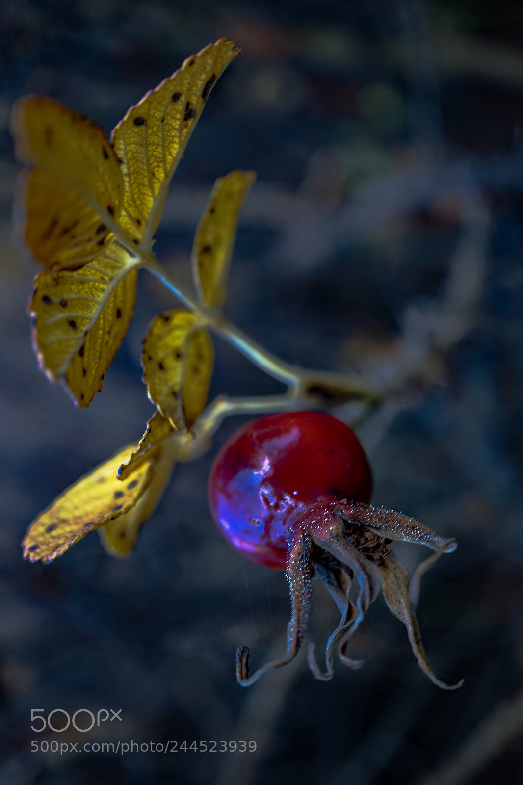 Sony a7 II sample photo. L.c- coming back to photography