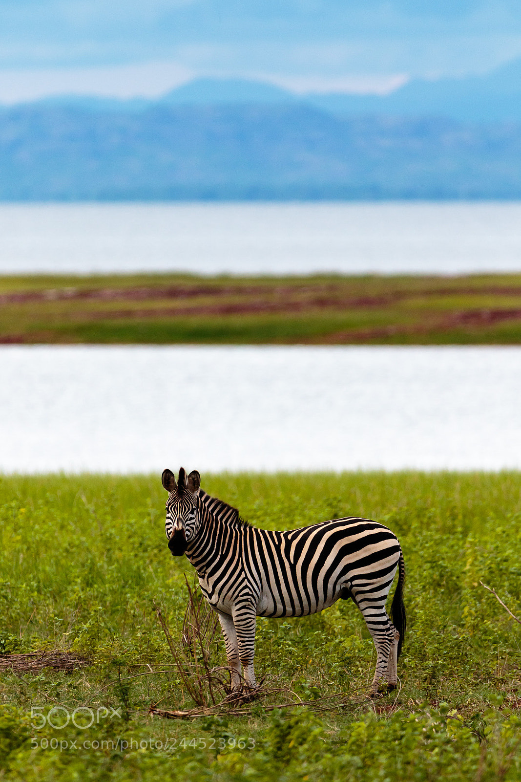 Canon EOS 7D Mark II sample photo. Zebra photography