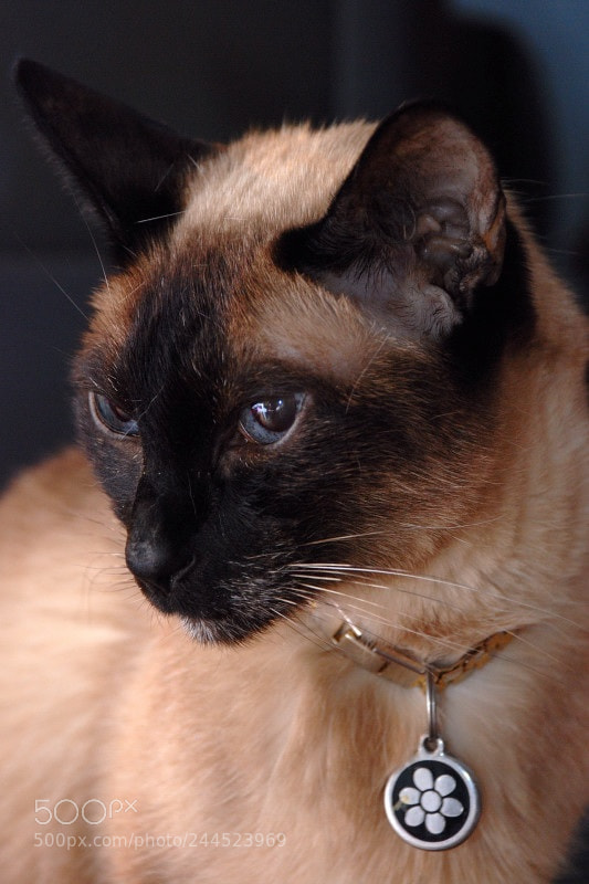 Nikon D80 sample photo. Sheba photography