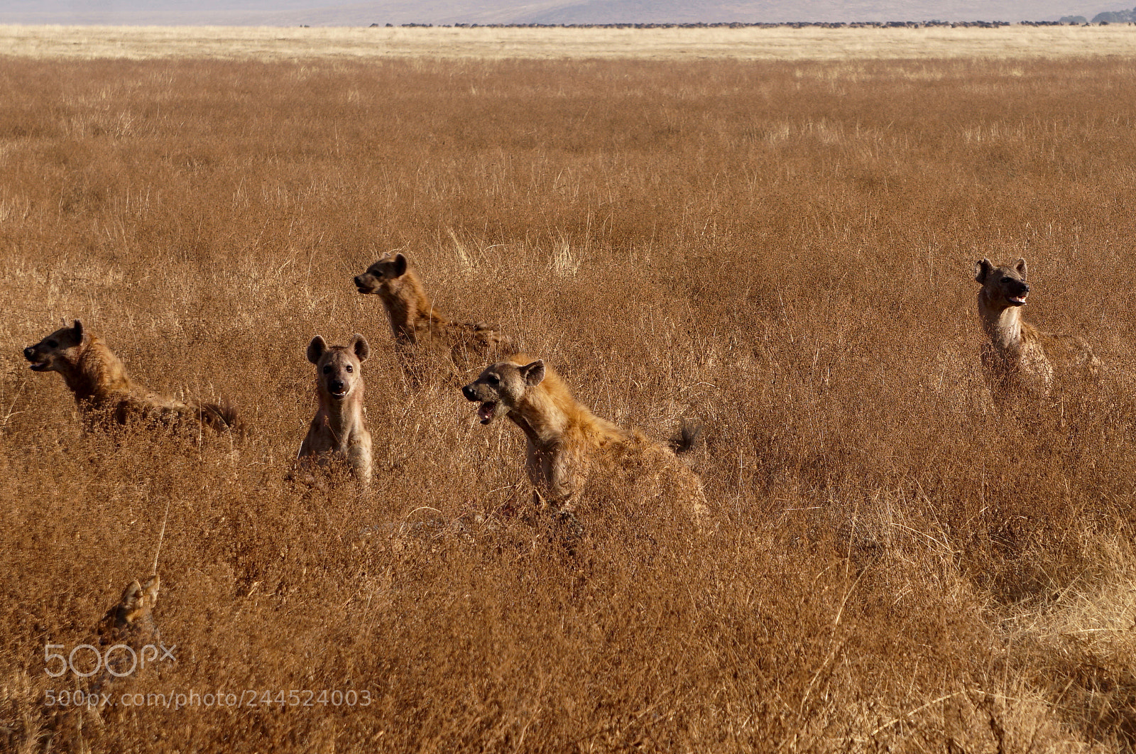 Sony Alpha a5000 (ILCE 5000) sample photo. Hyenas at ngorongoro crater photography