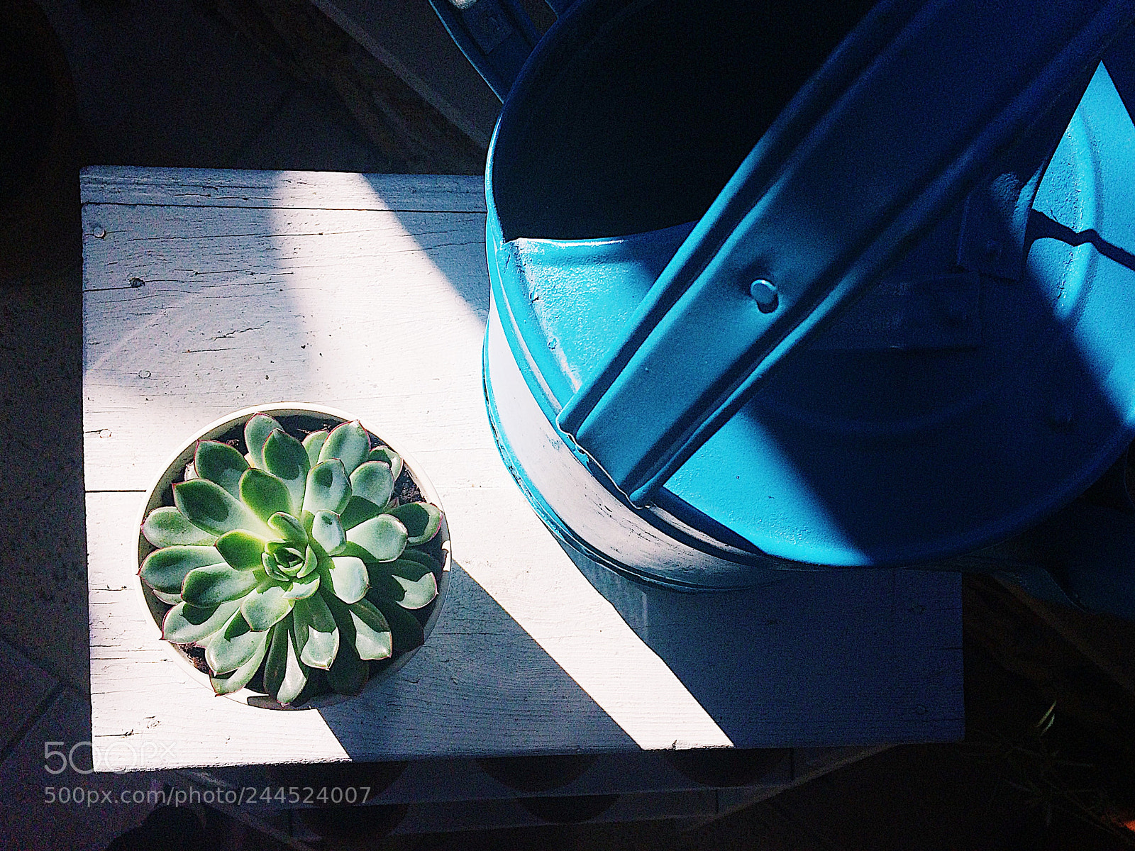 Apple iPhone 5s sample photo. Suculent photography