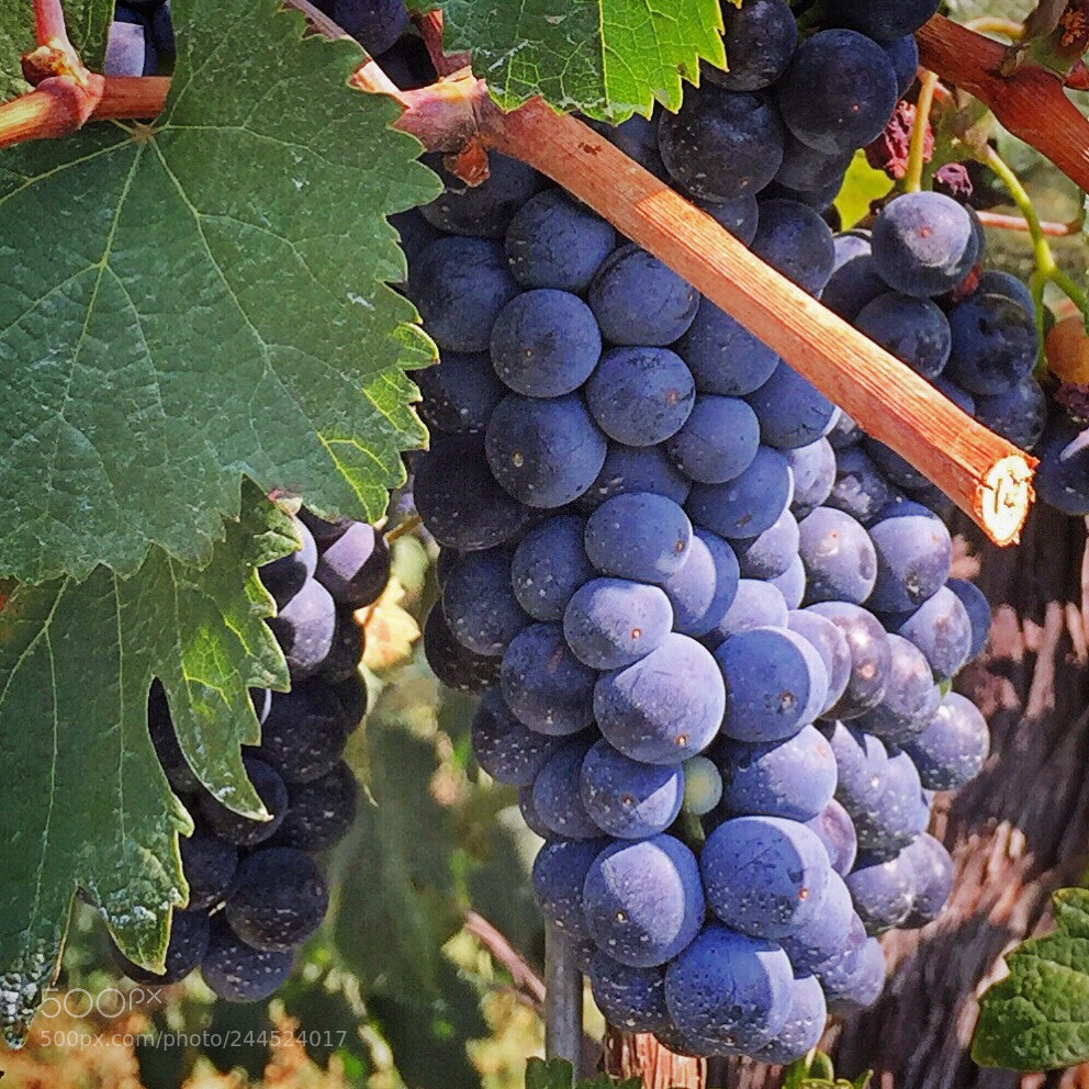 Apple iPhone 6 sample photo. Harvesting photography
