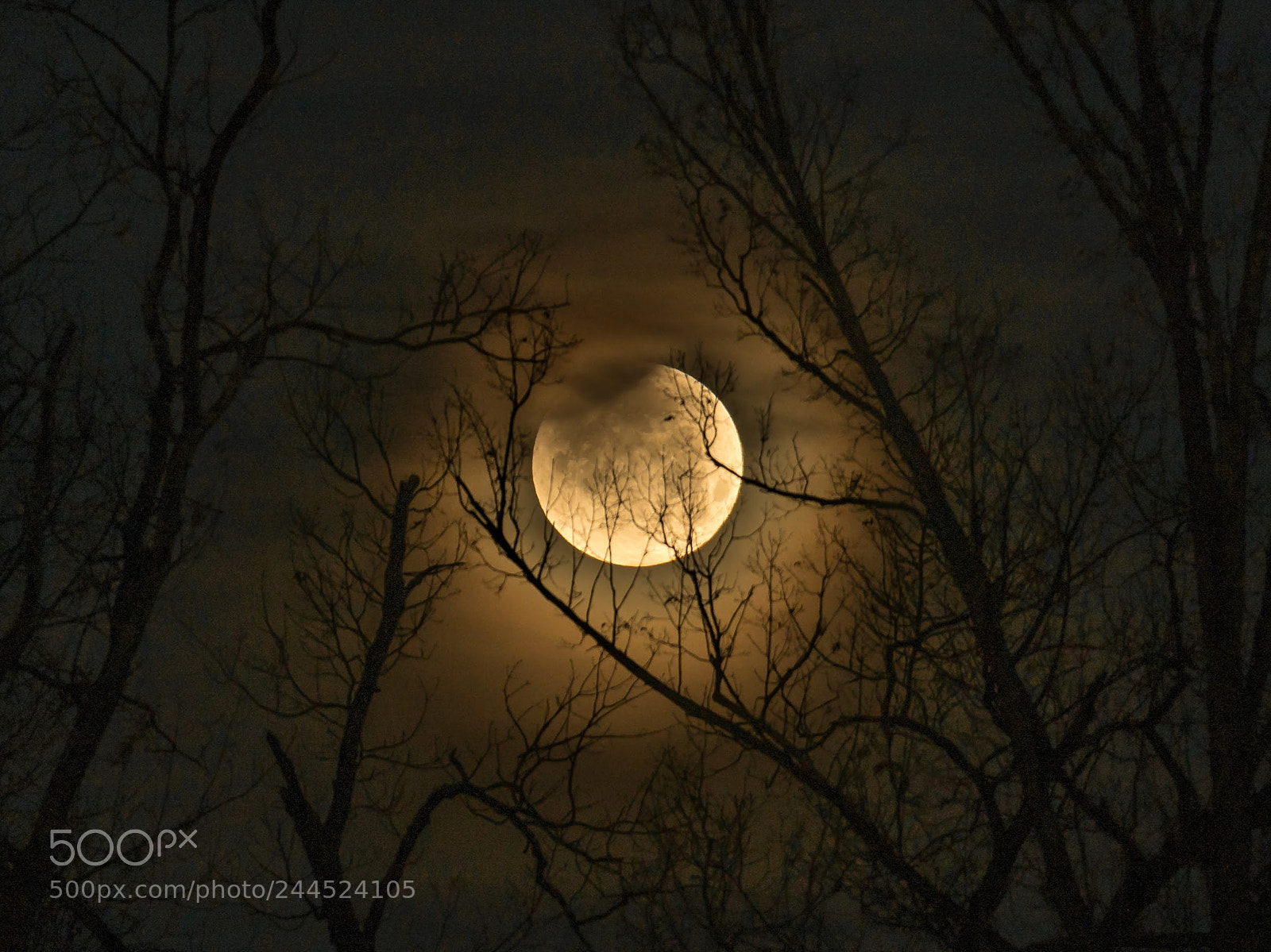 Sony a7R II sample photo. Super blue blood moon photography