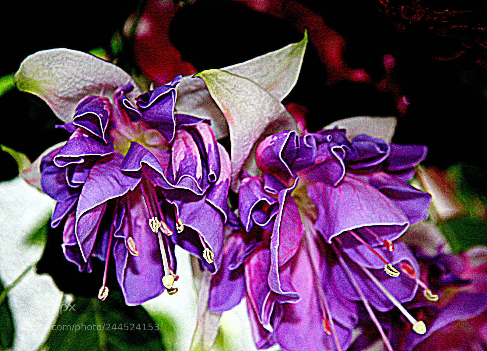 Canon EOS 40D sample photo. Fuchsia photography
