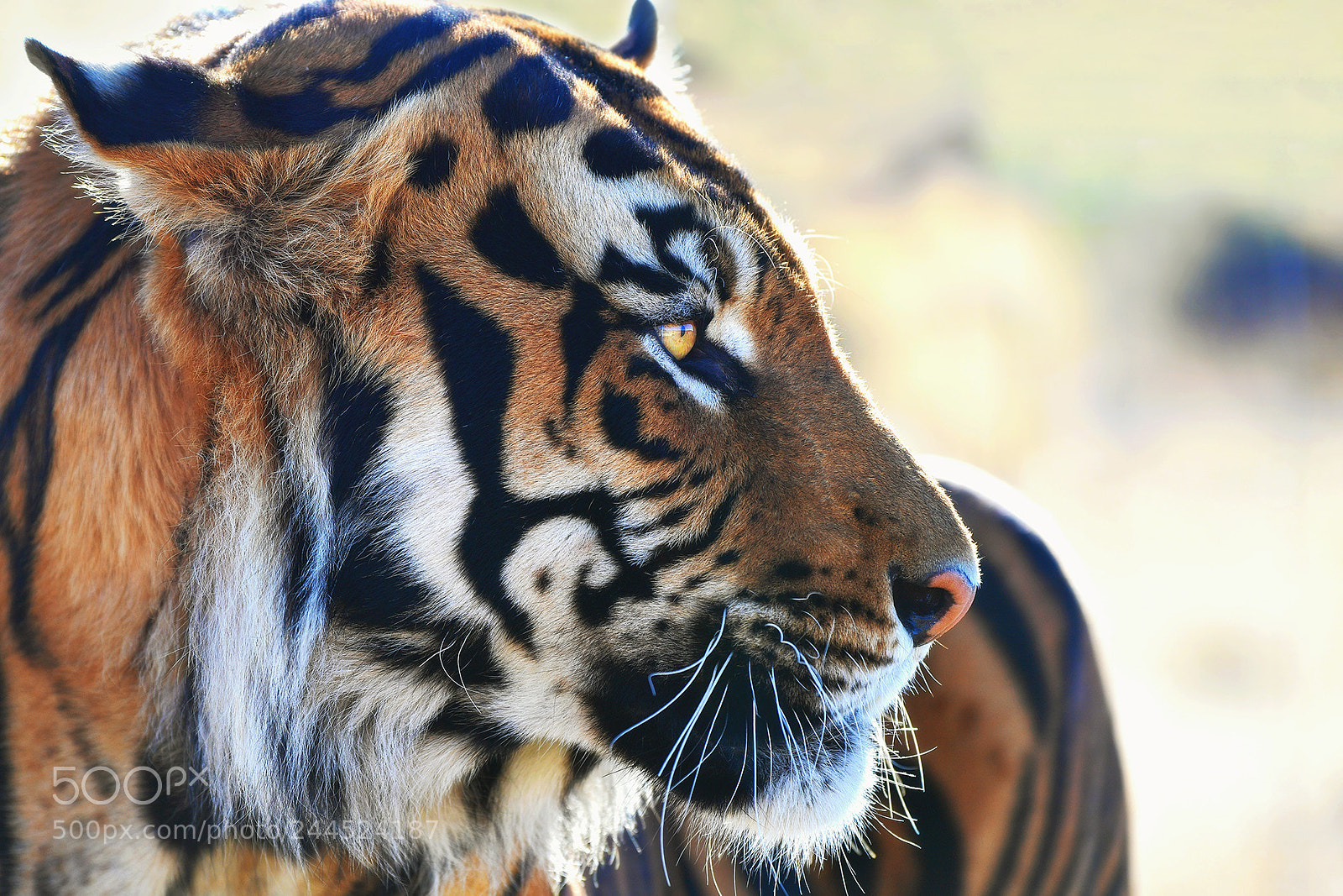 Nikon D5 sample photo. Tiger photography