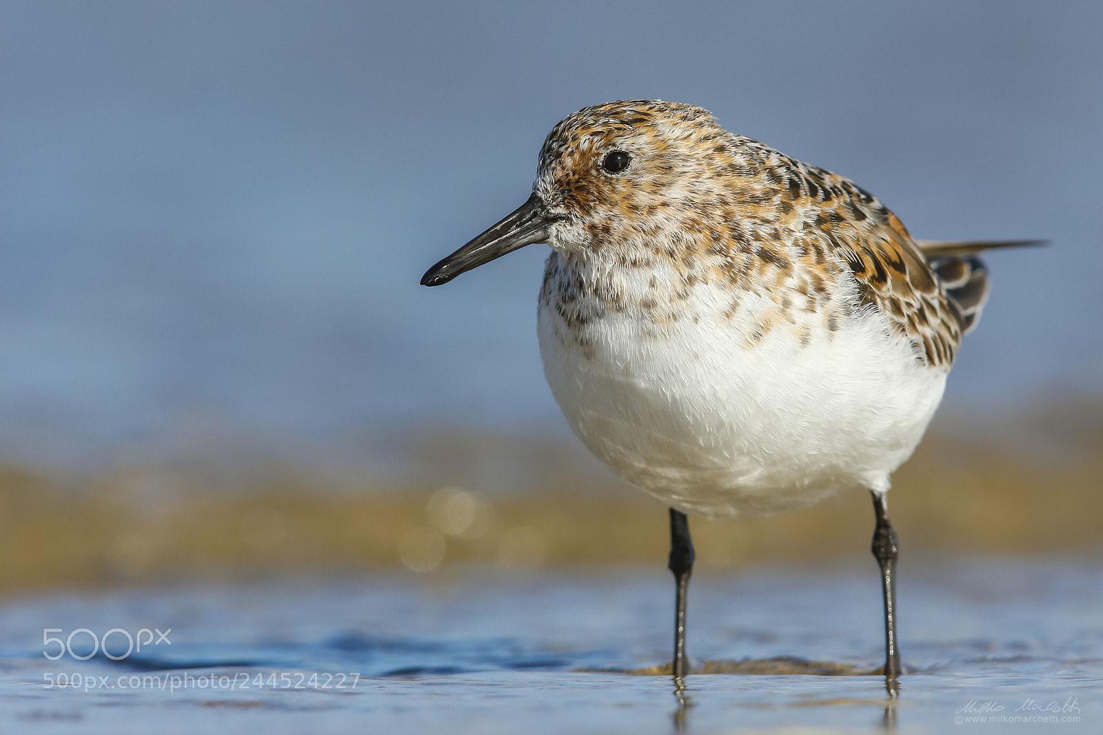 Canon EOS-1D X sample photo. Sanderling photography