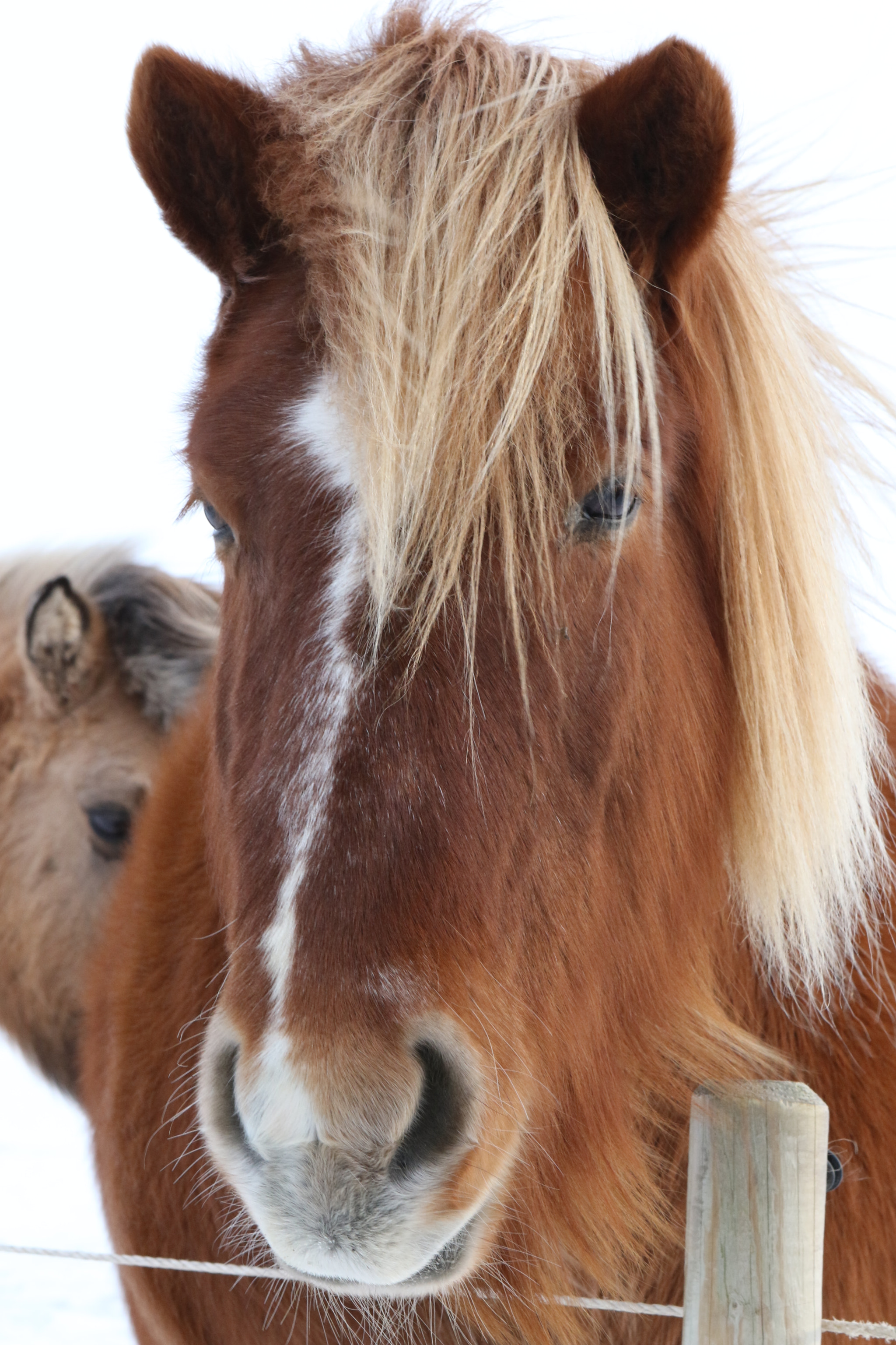 Canon EF 24-70mm F2.8L USM sample photo. Beautiful icelandic horse photography