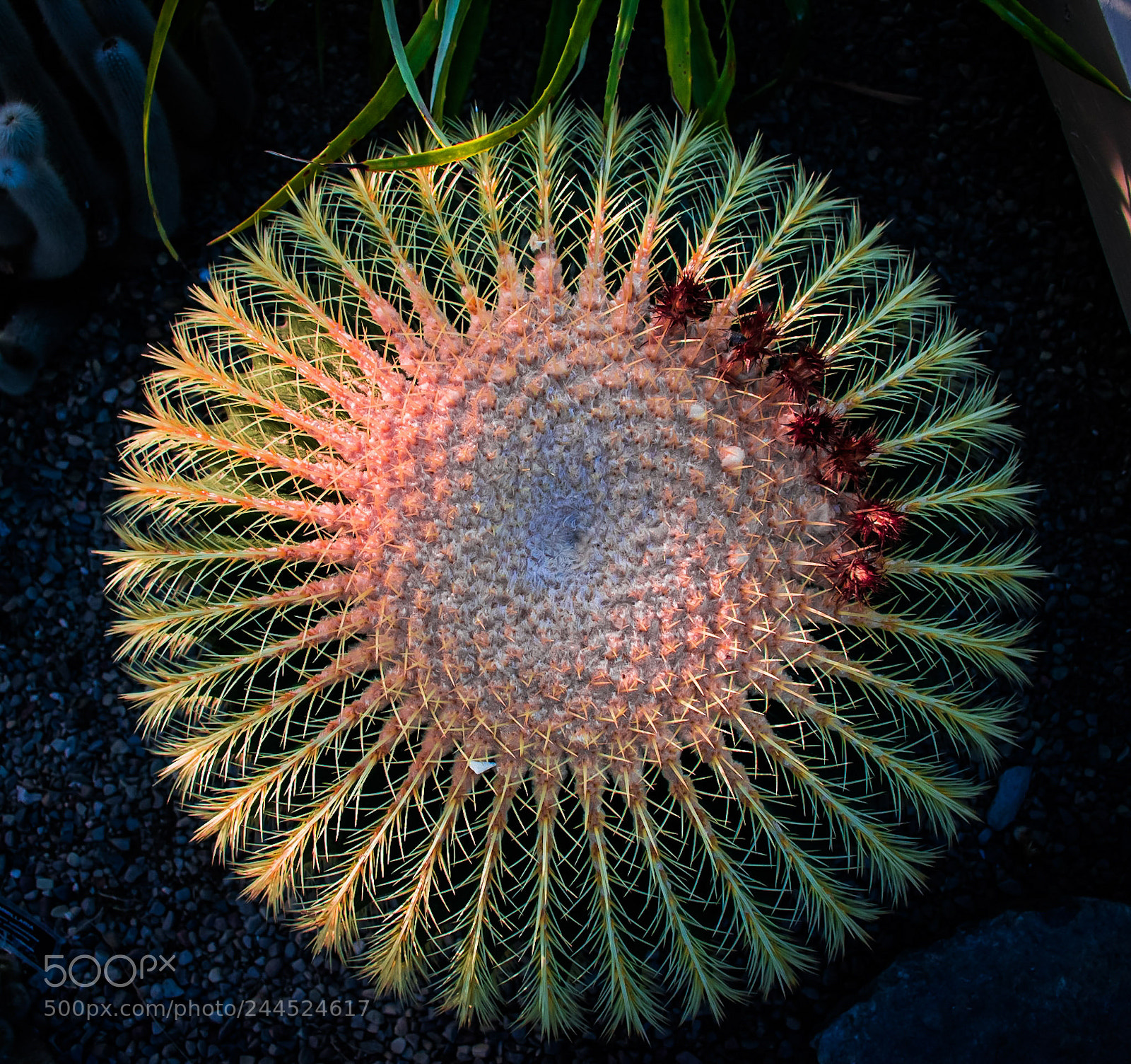 Nikon D3400 sample photo. Cactus photography