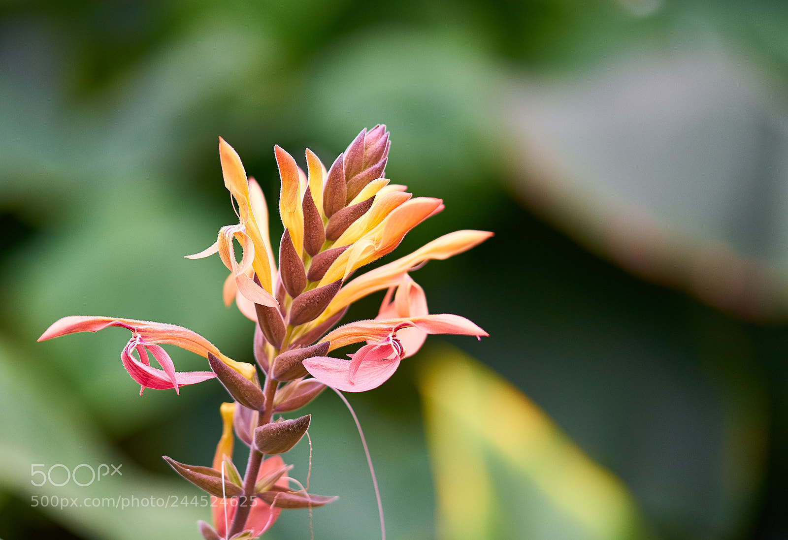 Sony a7 II sample photo. Flower photography