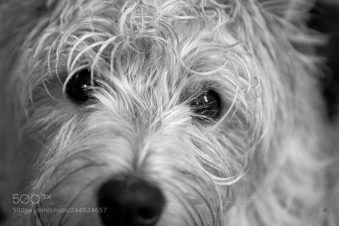 Canon EOS 5D sample photo. Dog's eyes 2 photography