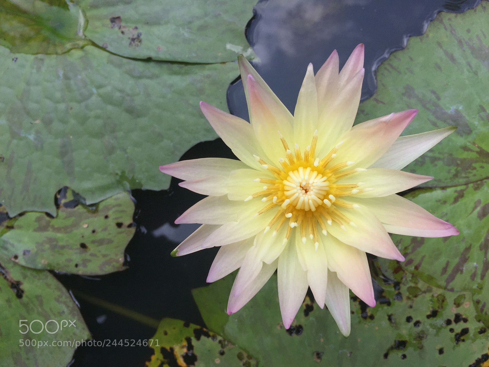 Apple iPhone 6 sample photo. Water lily #1 photography