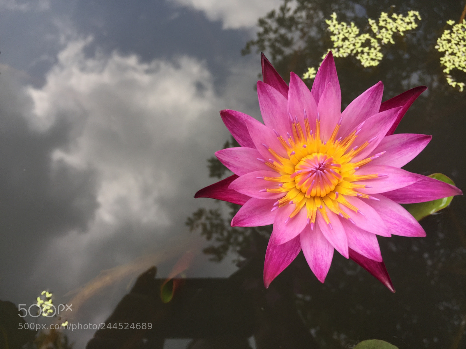 Apple iPhone 6 sample photo. Water lily #2 photography