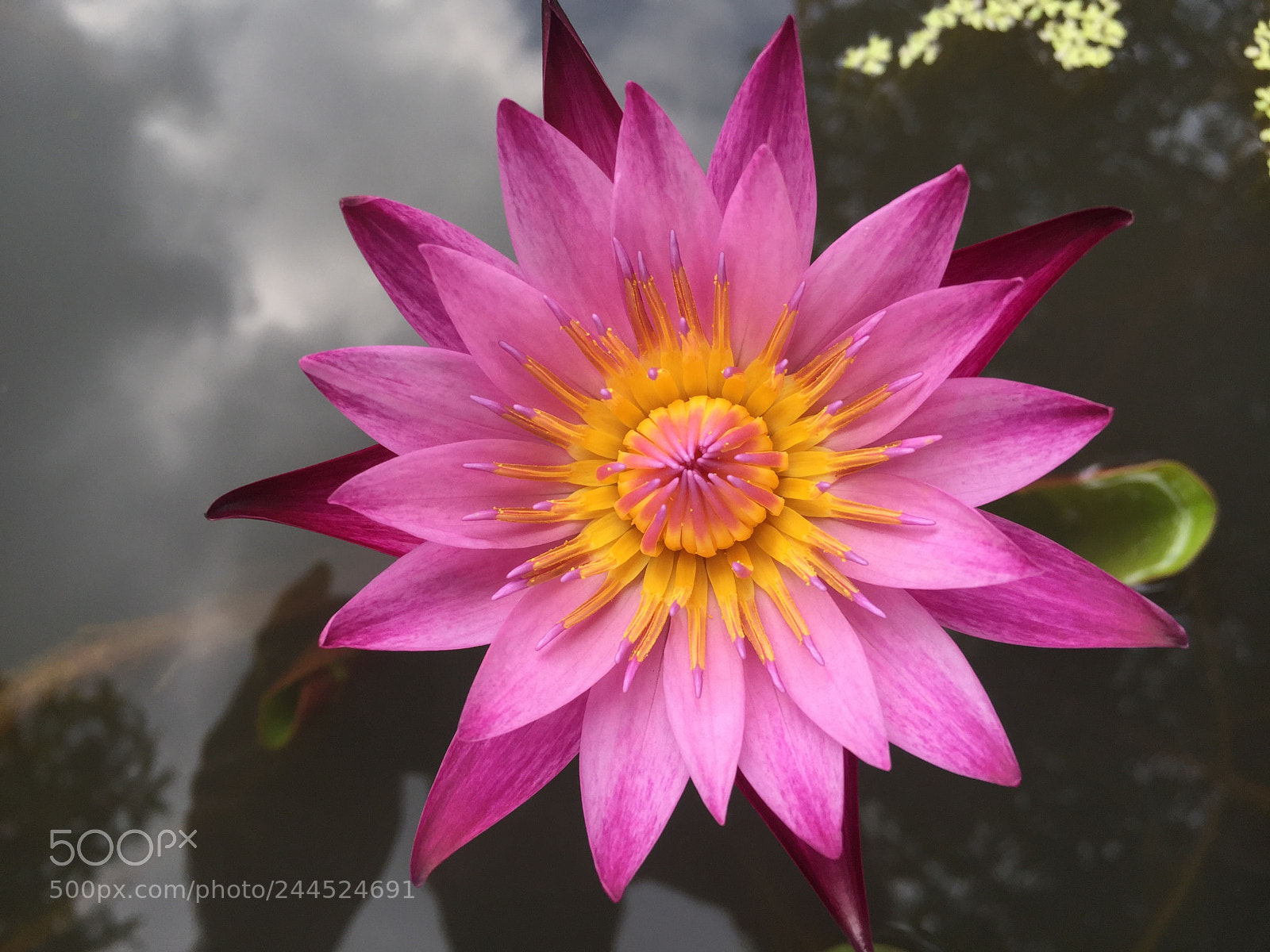 Apple iPhone 6 sample photo. Water lily #2.5 photography