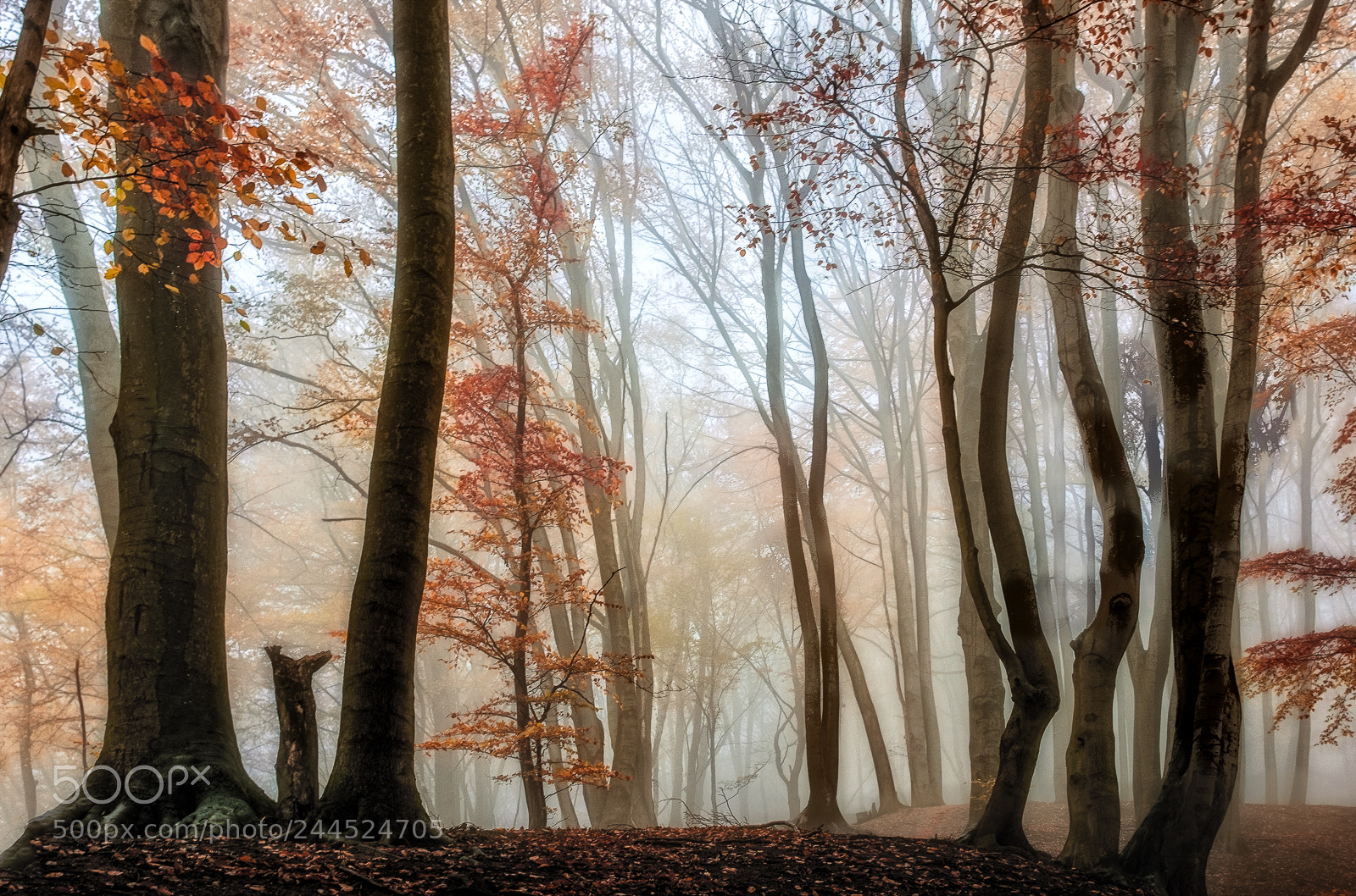 Fujifilm X100S sample photo. Misty forest photography