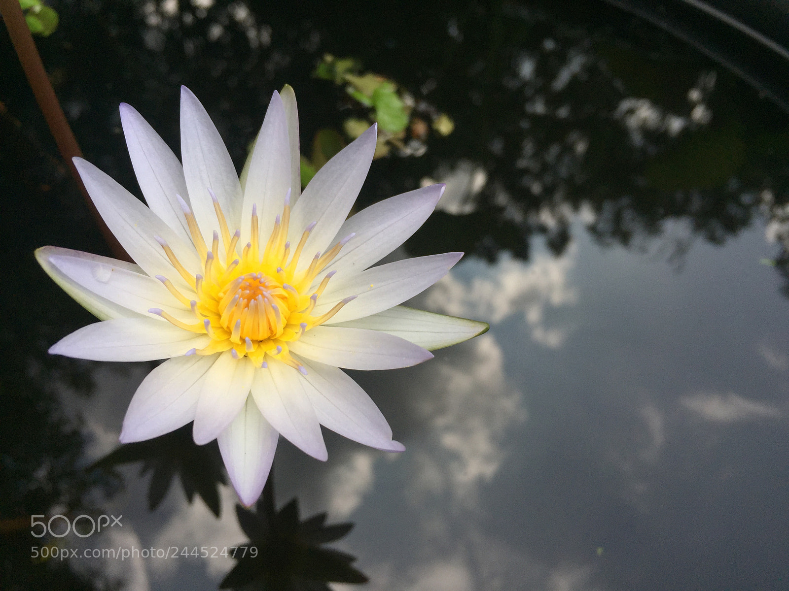 Apple iPhone 6 sample photo. Water lily #3 photography