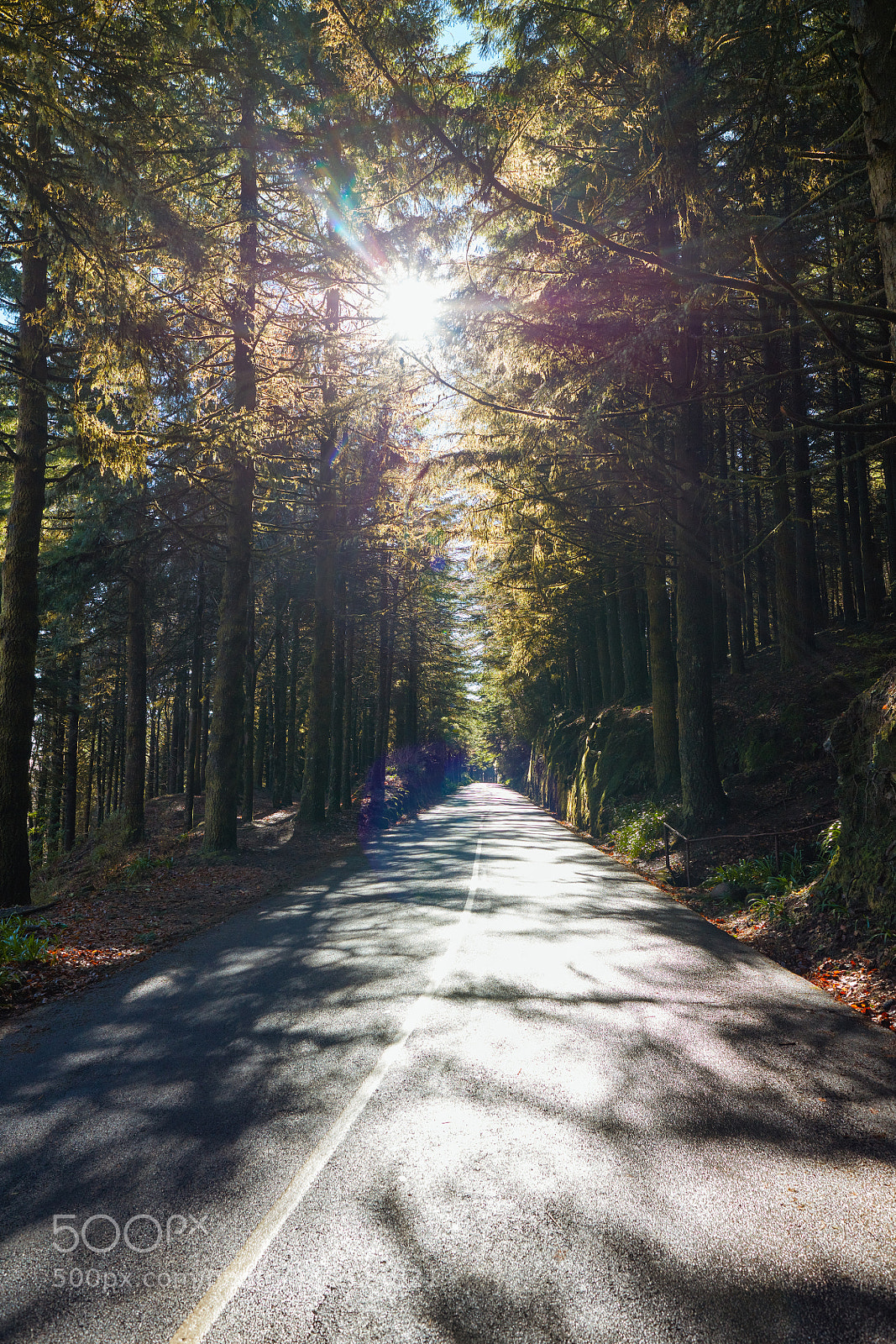 Canon EOS 5DS R sample photo. Madeira photography