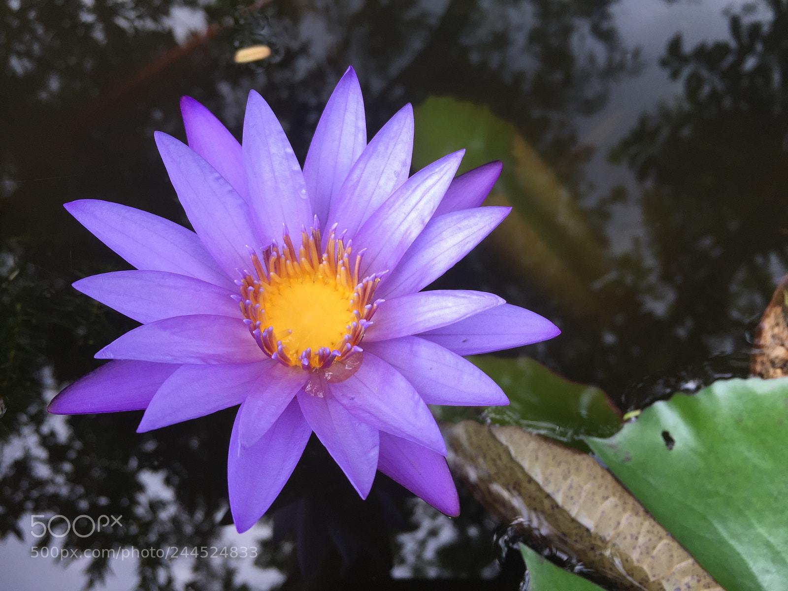Apple iPhone 6 sample photo. Water lily #4 photography
