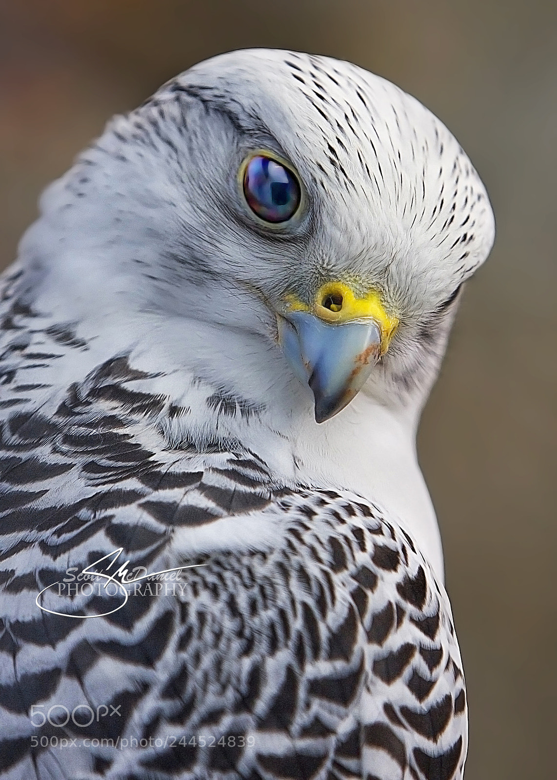 Canon EOS 40D sample photo. Gyrfalcon photography