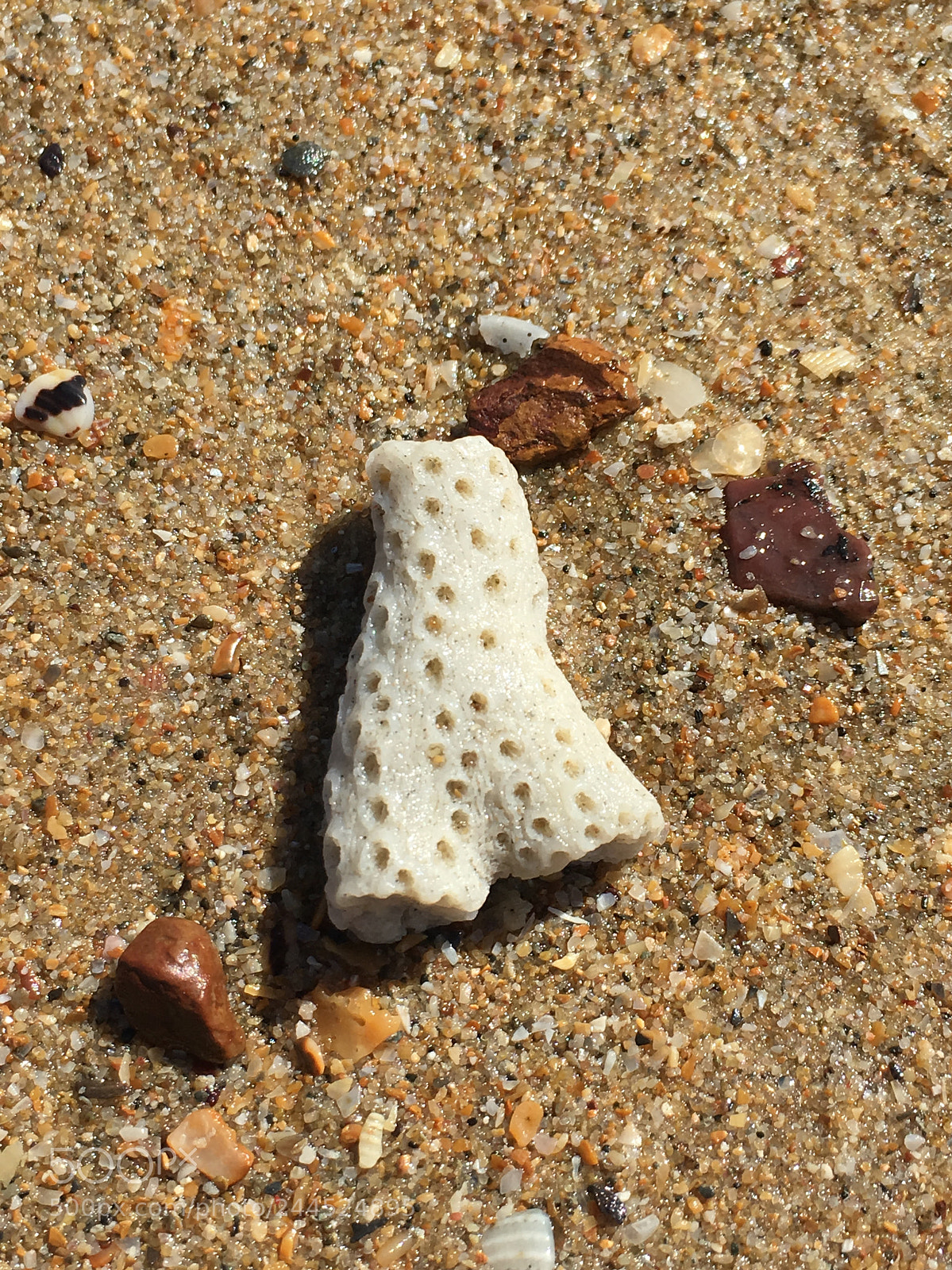 Apple iPhone 6s sample photo. Coral found on the photography