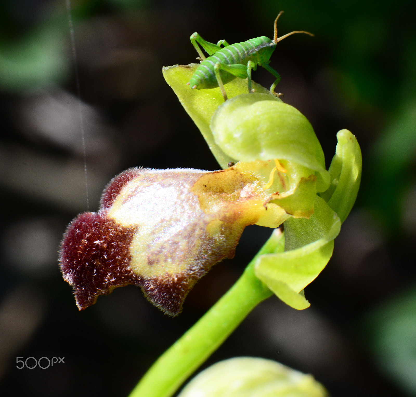 Nikon AF-S Micro-Nikkor 105mm F2.8G IF-ED VR sample photo