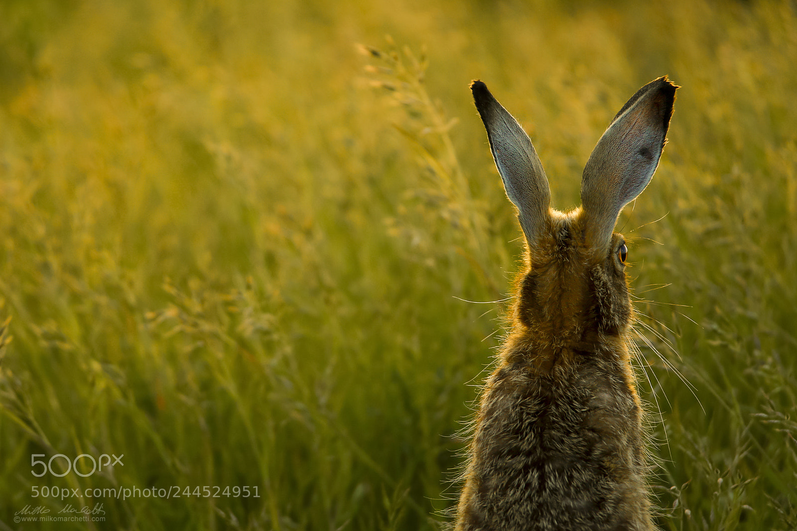 Canon EOS-1D X sample photo. Hare from the back photography
