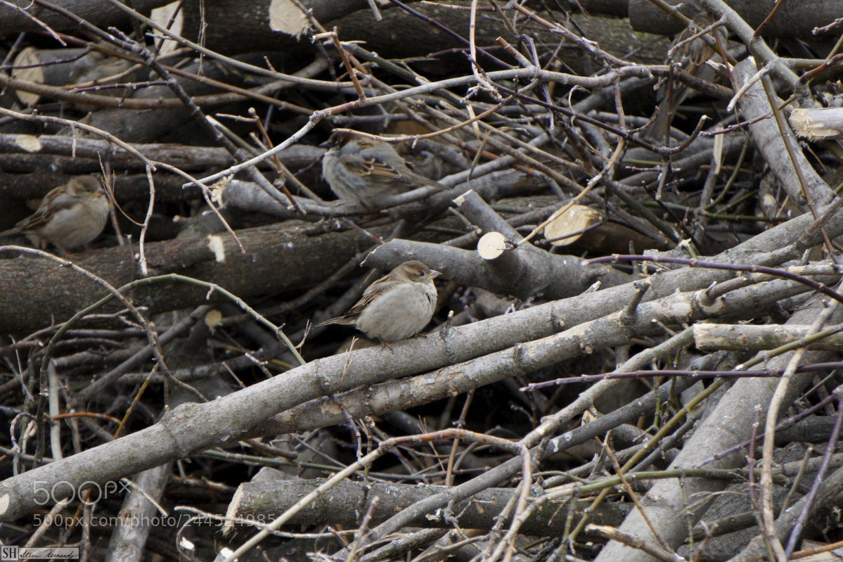 Sony E 55-210mm F4.5-6.3 OSS sample photo. () photography