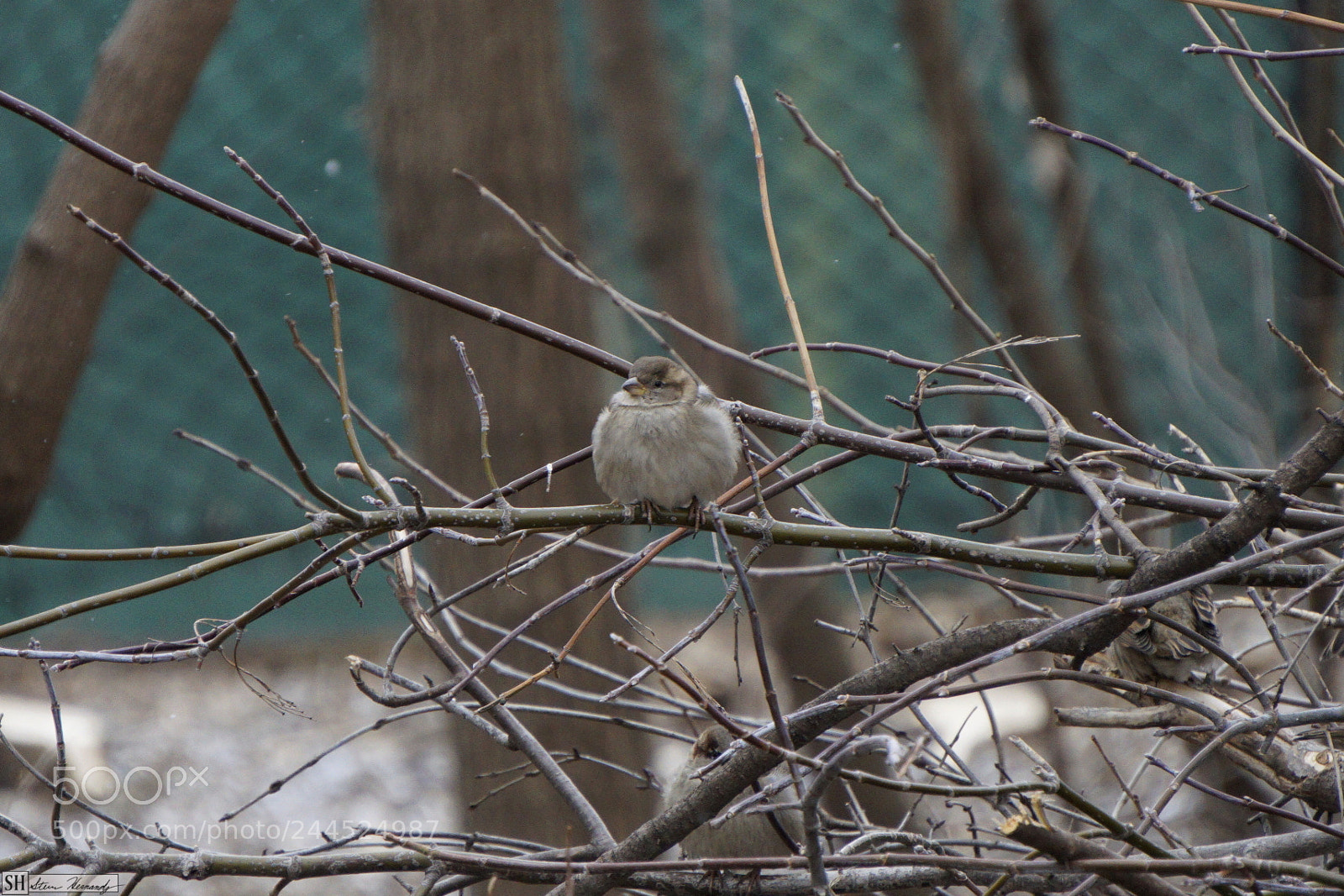 Sony E 55-210mm F4.5-6.3 OSS sample photo. () photography