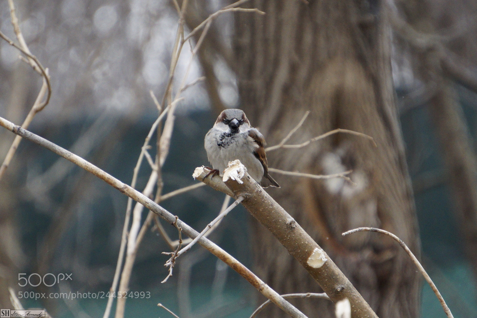 Sony E 55-210mm F4.5-6.3 OSS sample photo. () photography