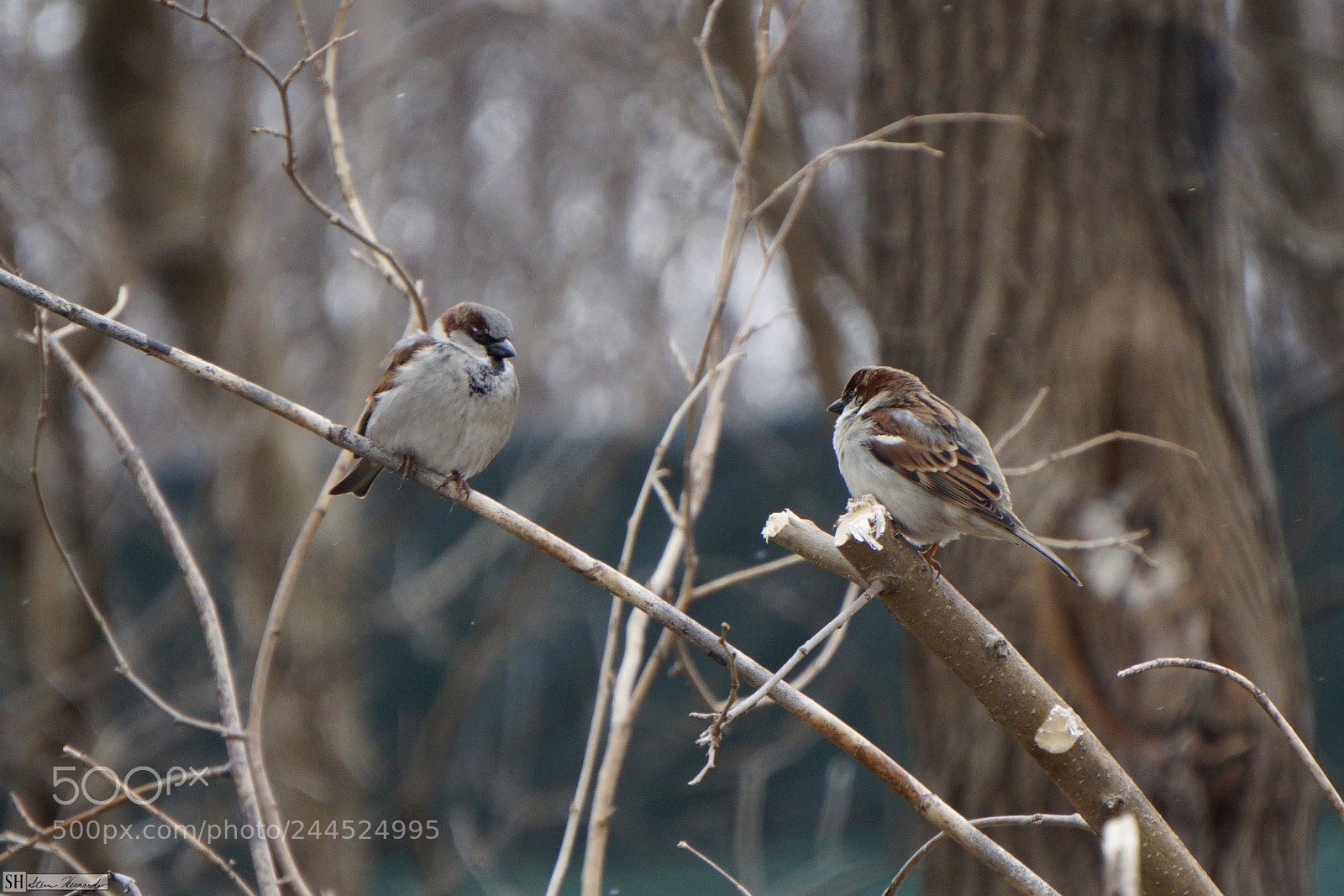 Sony E 55-210mm F4.5-6.3 OSS sample photo. () photography