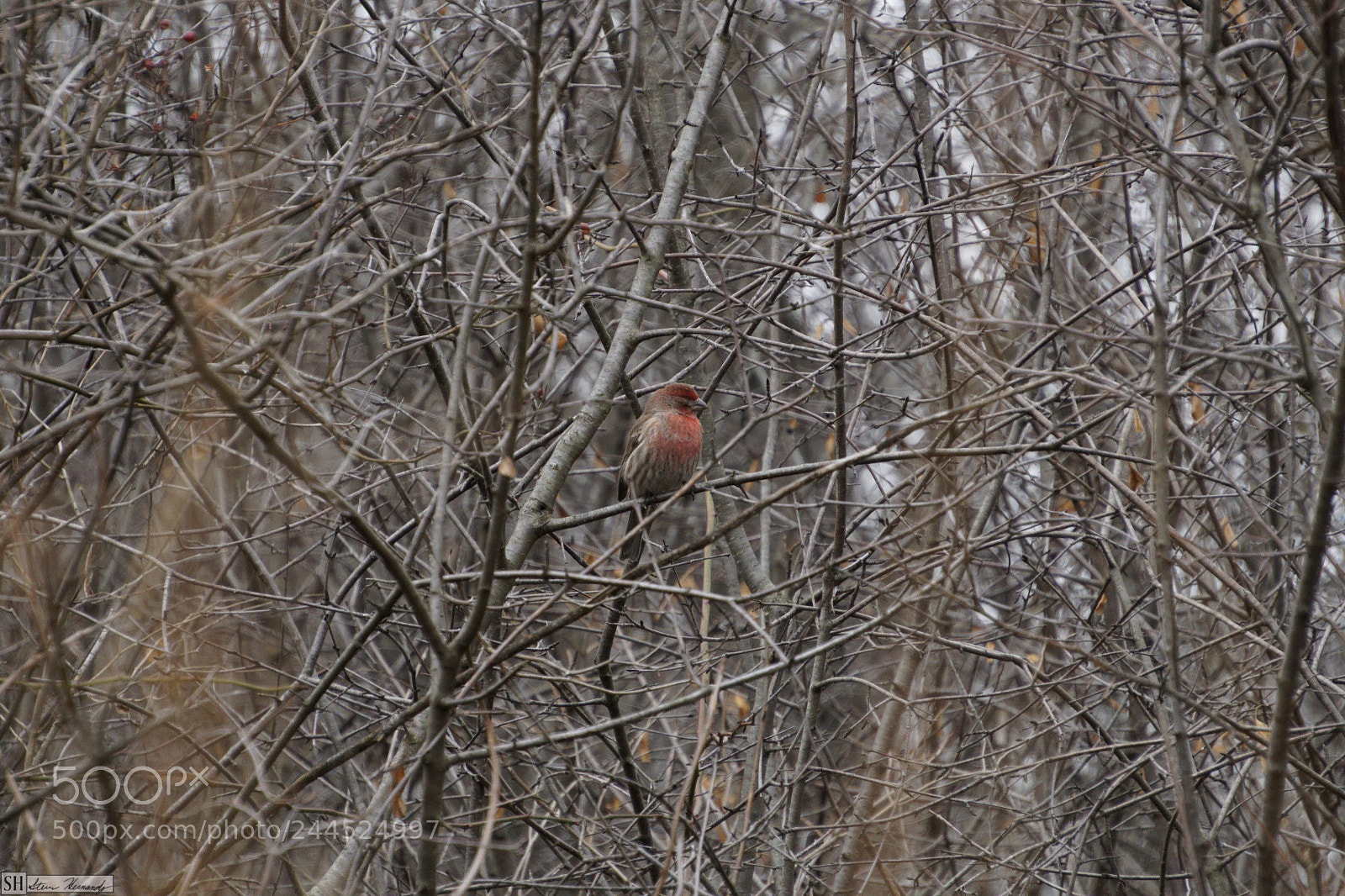 Sony E 55-210mm F4.5-6.3 OSS sample photo. () photography