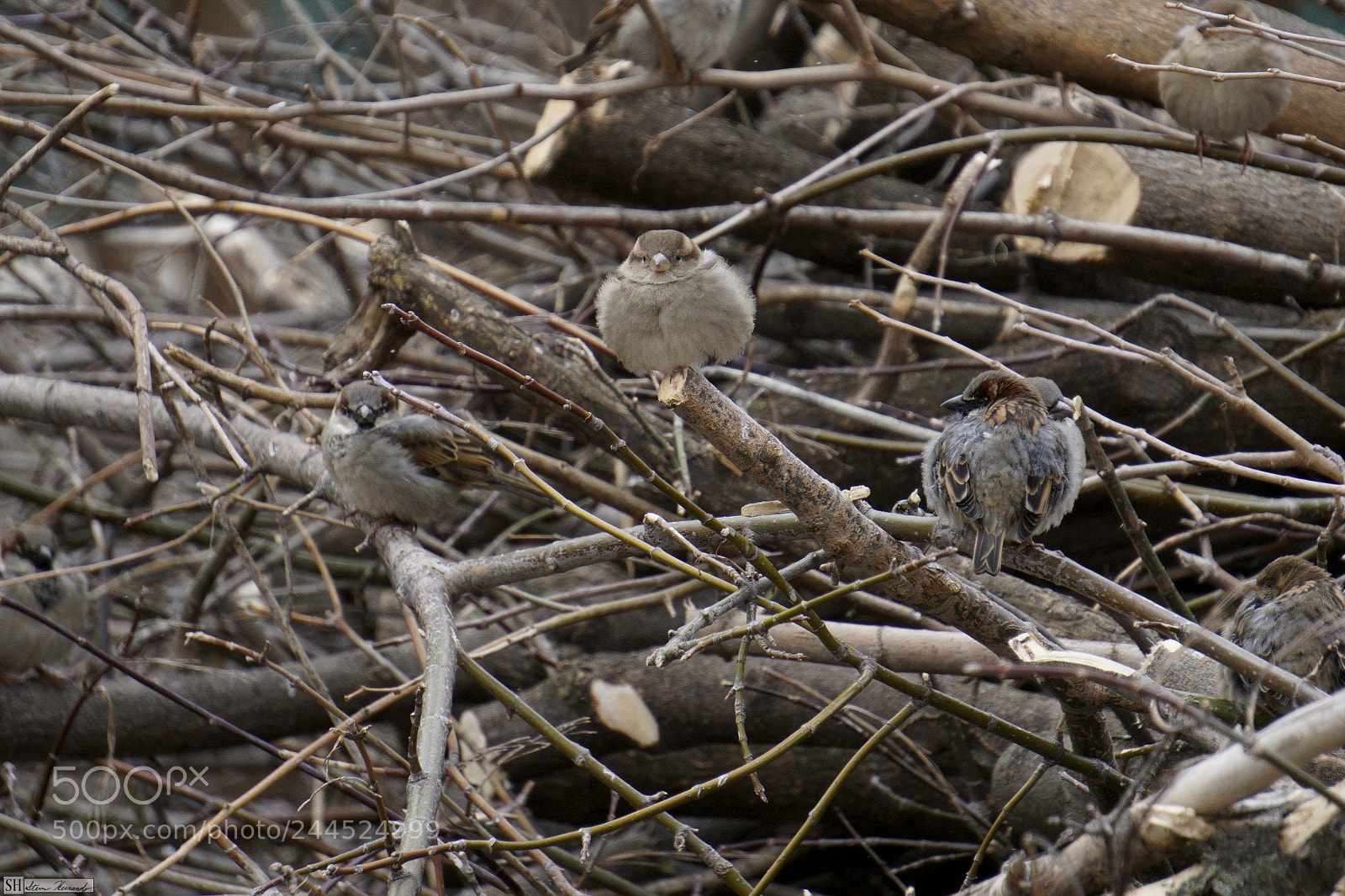 Sony E 55-210mm F4.5-6.3 OSS sample photo. () photography