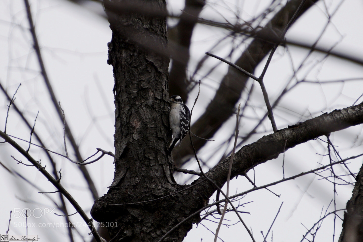 Sony E 55-210mm F4.5-6.3 OSS sample photo. () photography