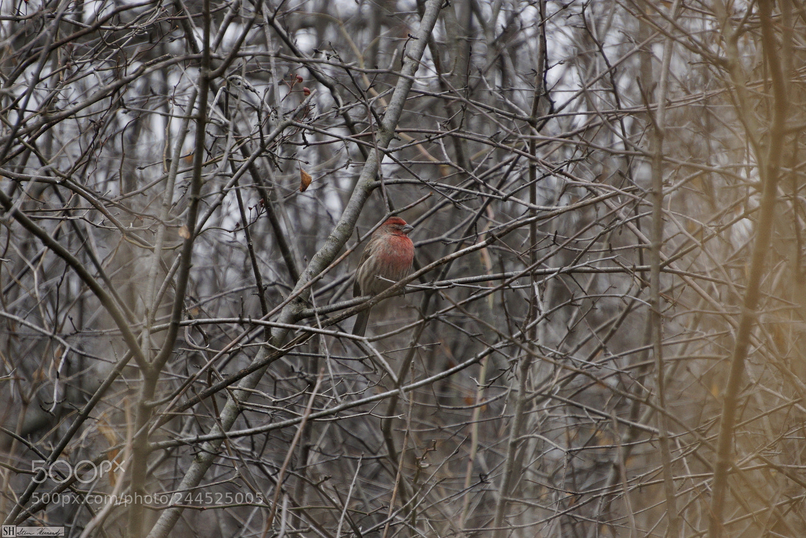 Sony E 55-210mm F4.5-6.3 OSS sample photo. () photography