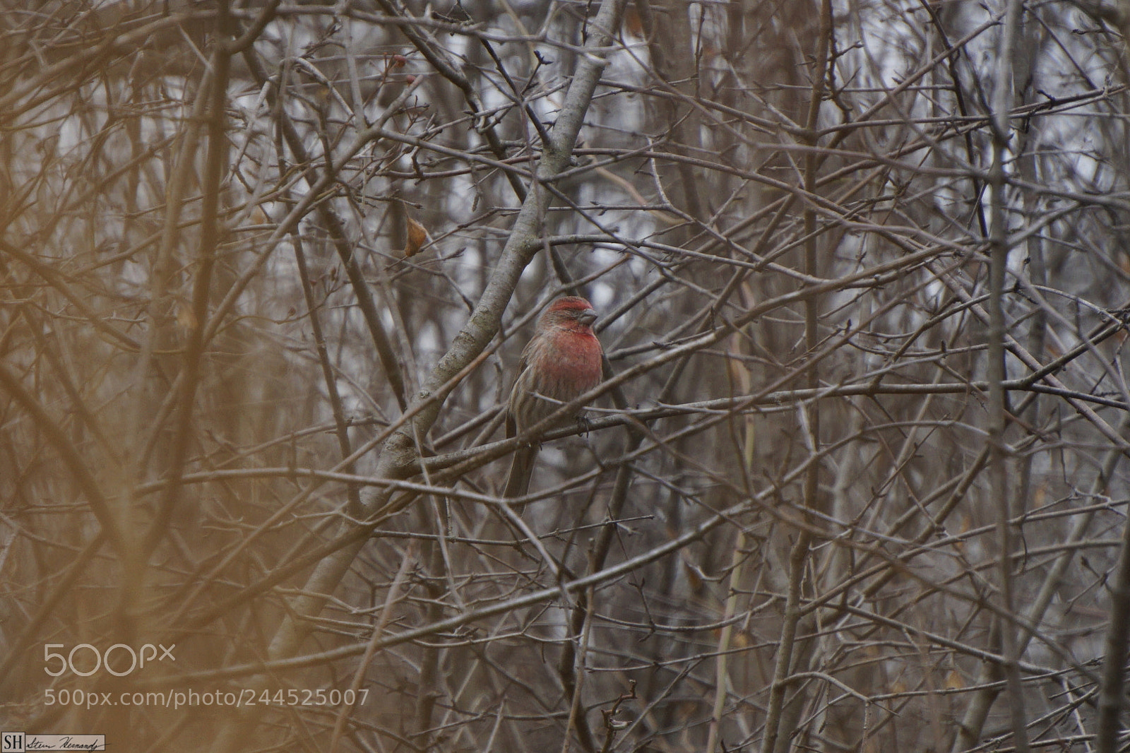 Sony E 55-210mm F4.5-6.3 OSS sample photo. () photography