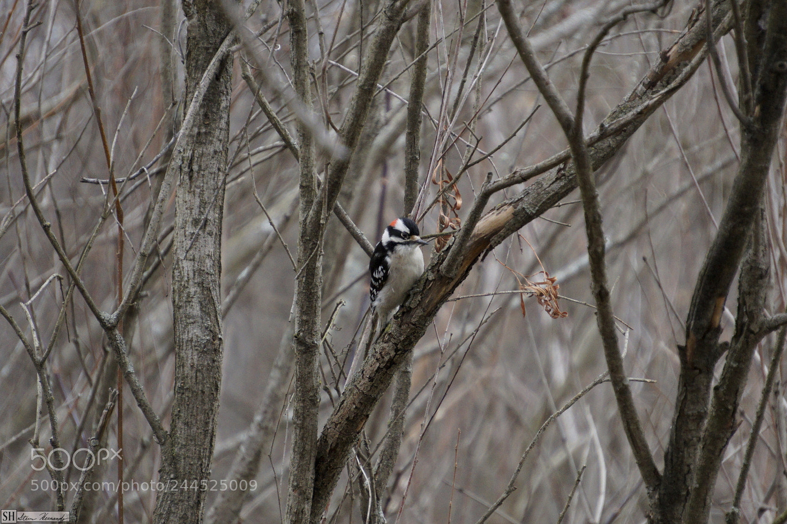 Sony E 55-210mm F4.5-6.3 OSS sample photo. () photography