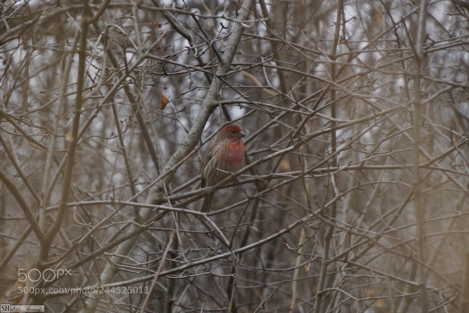 Sony E 55-210mm F4.5-6.3 OSS sample photo. () photography
