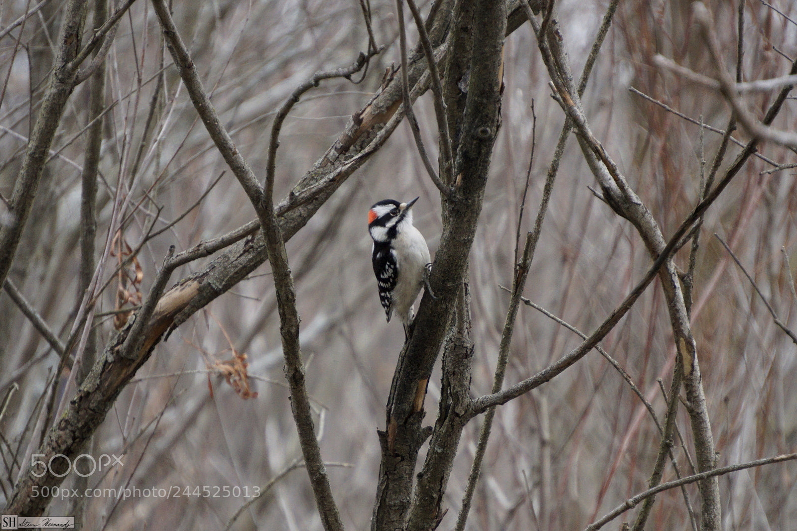 Sony E 55-210mm F4.5-6.3 OSS sample photo. () photography