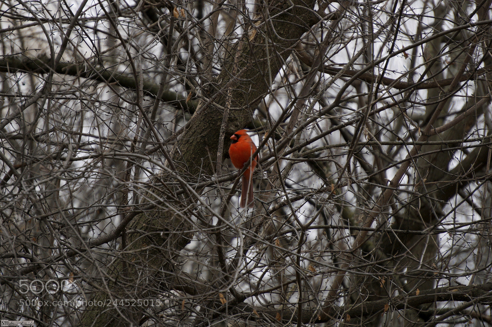 Sony E 55-210mm F4.5-6.3 OSS sample photo. () photography