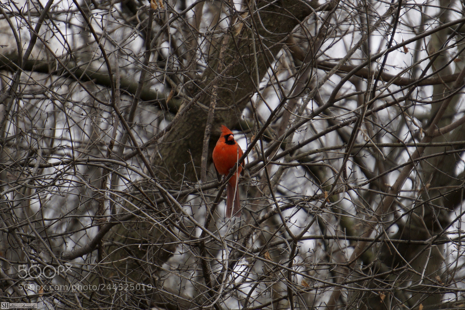 Sony E 55-210mm F4.5-6.3 OSS sample photo. () photography