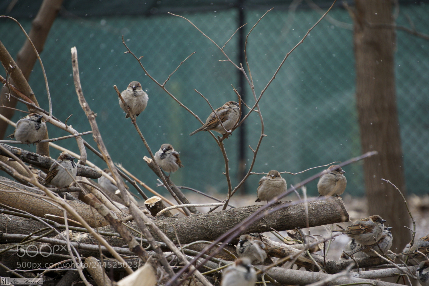 Sony E 55-210mm F4.5-6.3 OSS sample photo. Dsc photography