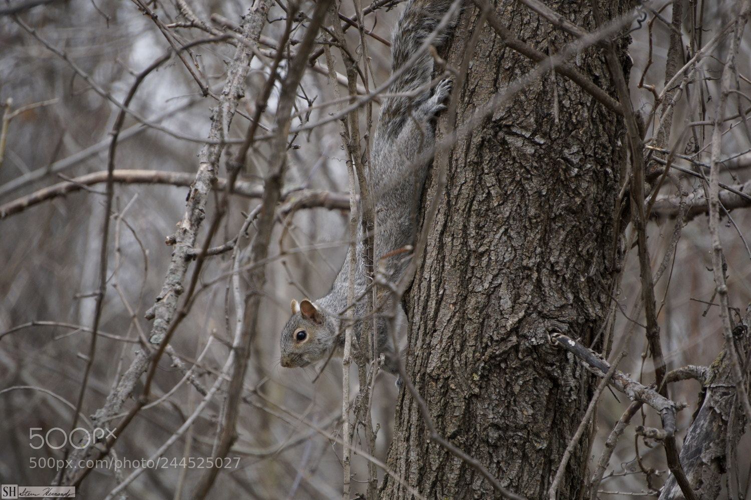 Sony E 55-210mm F4.5-6.3 OSS sample photo. Dsc photography