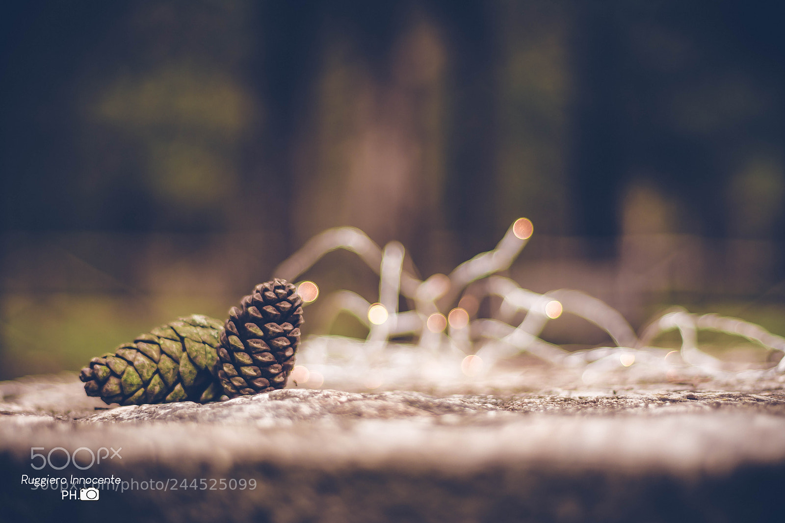Nikon D7100 sample photo. Pigne & bokeh photography