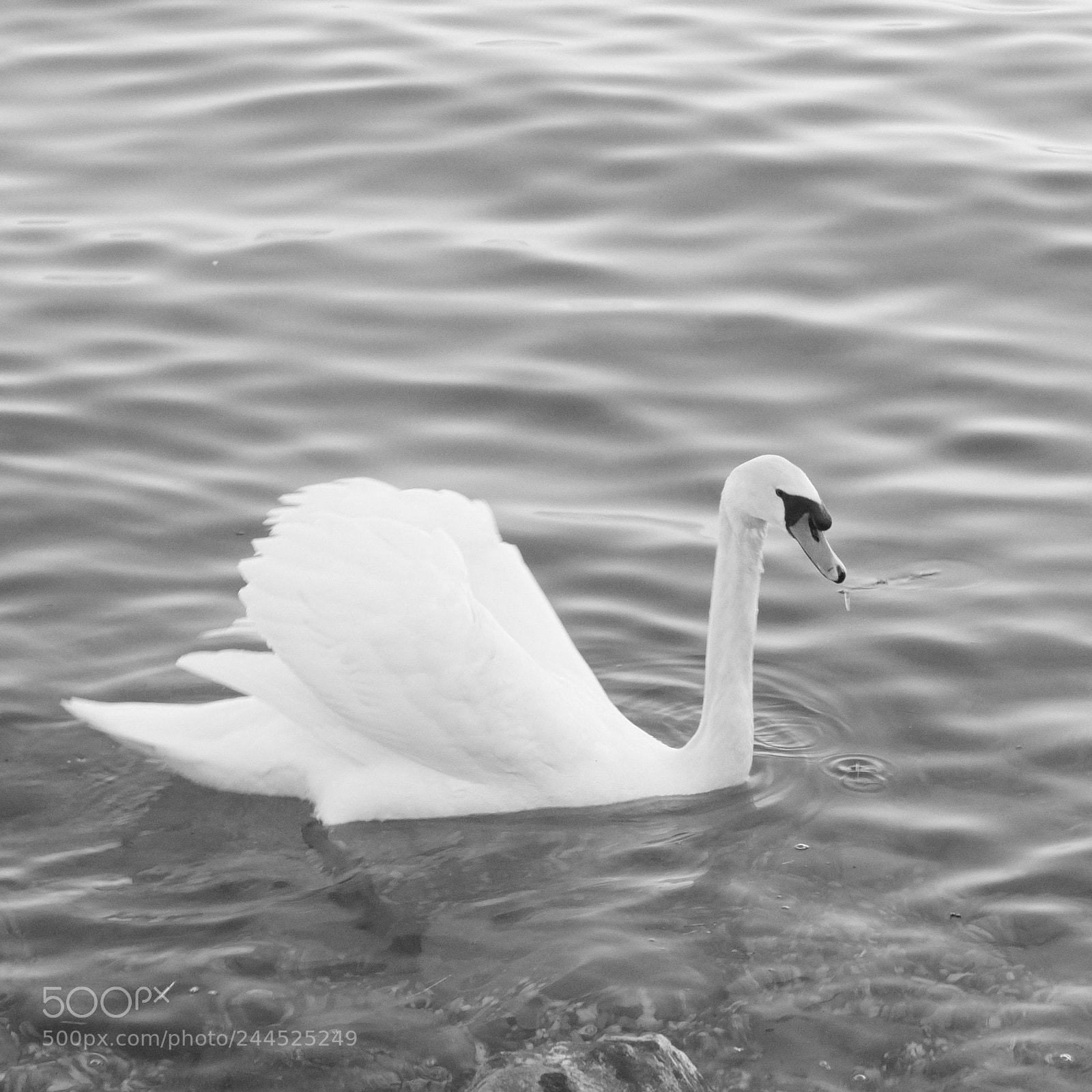 Fujifilm X10 sample photo. Swan lake photography